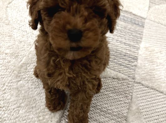 Toy Poodle görsel