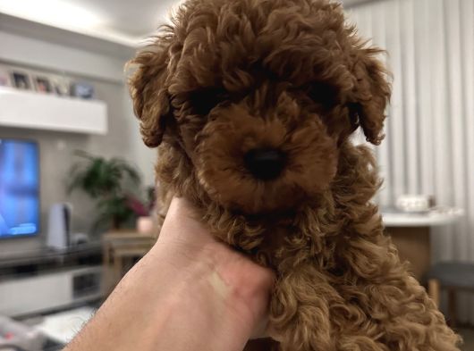 Toy Poodle görsel