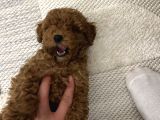 Toy poodle