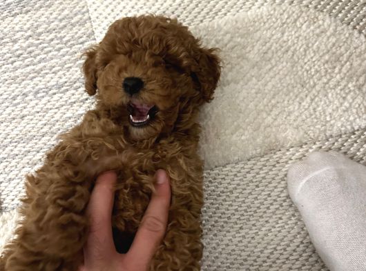 Toy Poodle