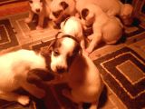 Irk Garanti̇li̇ Jack Russell Yavrularimiz