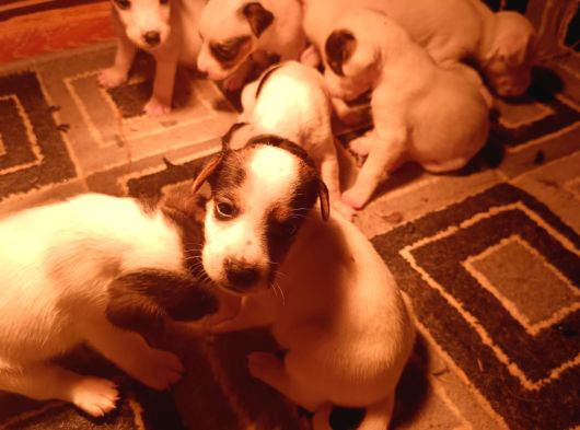 Irk Garanti̇li̇ Jack Russell Yavrularimiz görsel
