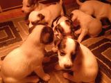 Irk Garanti̇li̇ Jack Russell Yavrularimiz