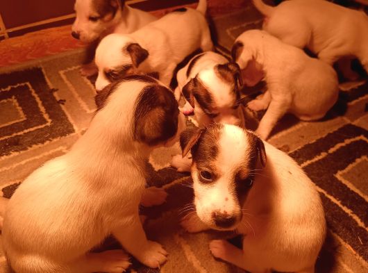 Irk Garanti̇li̇ Jack Russell Yavrularimiz görsel