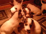 Irk Garanti̇li̇ Jack Russell Yavrularimiz