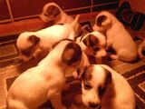 Irk Garanti̇li̇ Jack Russell Yavrularimiz
