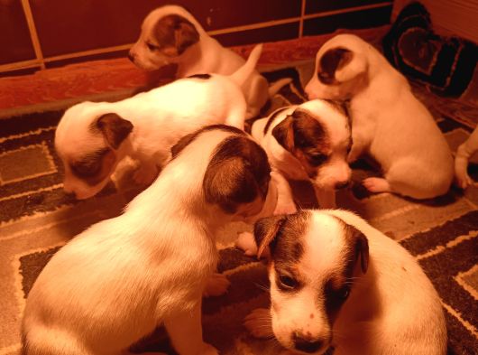 Irk Garanti̇li̇ Jack Russell Yavrularimiz görsel