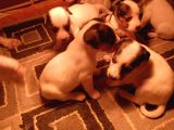 IRK GARANTİLİ JACK RUSSELL YAVRULARIMIZ