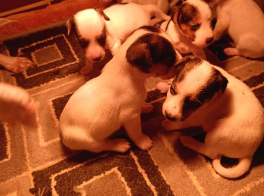 Irk Garanti̇li̇ Jack Russell Yavrularimiz