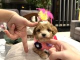 Kore Maltipoo Partycolor Renk premium bebek