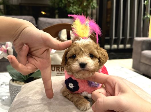 Kore Maltipoo Partycolor Renk Premium Bebek