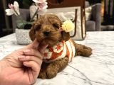Toypoodle Güzelliğinde Mia