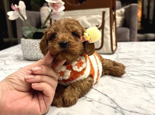 Toypoodle Güzelliğinde Mia görsel