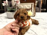 Toypoodle Güzelliğinde Mia