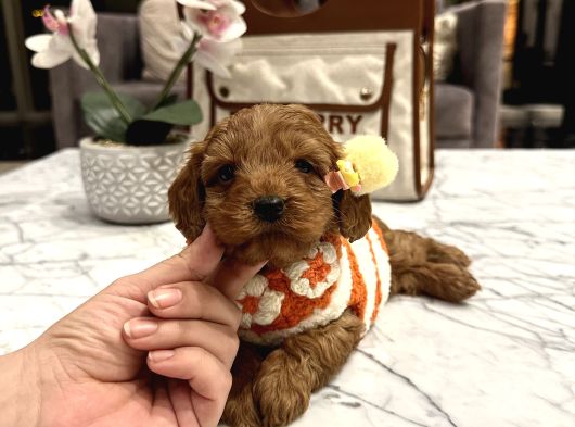 Toypoodle Güzelliğinde Mia görsel