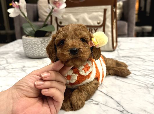 Toypoodle Güzelliğinde Mia görsel