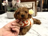 Toypoodle Güzelliğinde Mia