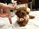Toypoodle Güzelliğinde Mia