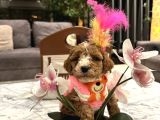 Özel partycolor çift renkli Nadir Renk Toypoodle