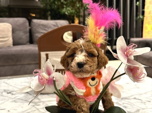 Özel Renk Güzel Poodle Kızım Büyümez