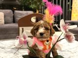 Özel Renk Güzel Poodle Kızım Büyümez