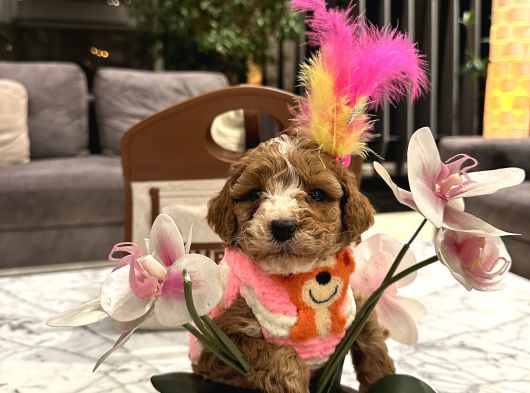 Özel Renk Güzel Poodle Kızım Büyümez görsel