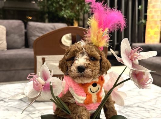 Özel Renk Güzel Poodle Kızım Büyümez görsel