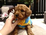 Toypoodle Güzelliğinde Riko