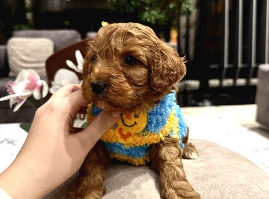 Toypoodle Güzelliğinde Riko