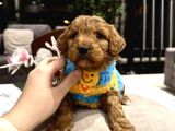 Toypoodle Güzelliğinde Riko