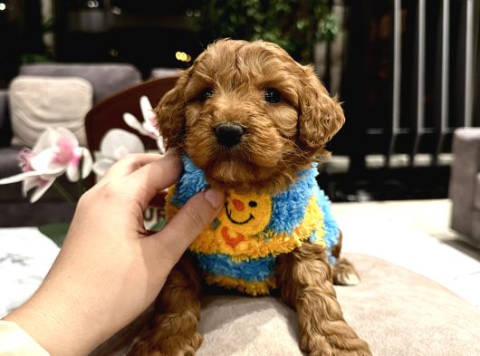 Toypoodle Güzelliğinde Riko görsel