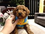 Toypoodle Güzelliğinde Riko