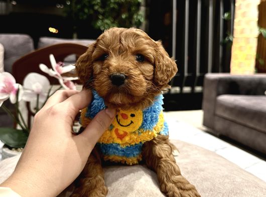 Toypoodle Güzelliğinde Riko görsel