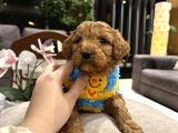 Toypoodle Güzelliğinde Riko