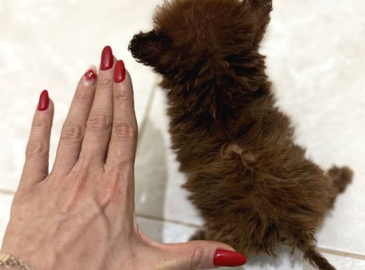 Türkiyenin En Küçük Çin Poodle Yavrusu görsel