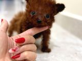 Türkiyenin en küçük Çin Poodle yavrusu