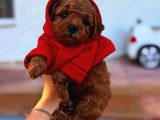 Türki̇yeni̇n En Güzel Toy Poodle Yavrulari