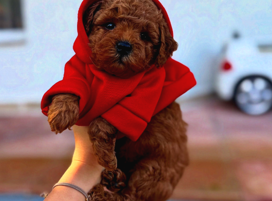 Türki̇yeni̇n En Güzel Toy Poodle Yavrulari görsel