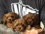 Türki̇yeni̇n En Güzel Toy Poodle Yavrulari