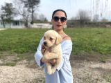 Golden retriver yavrularım sağlık ve ırk garantilidir