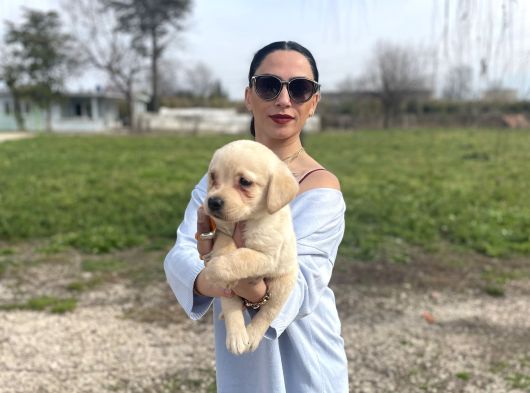Golden Retriver Yavrularım Sağlık Ve Irk Garantilidir