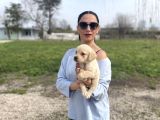 Golden Retriver Yavrularım Sağlık Ve Irk Garantilidir