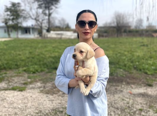 Golden Retriver Yavrularım Sağlık Ve Irk Garantilidir görsel