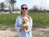 Golden Retriver Yavrularım Sağlık Ve Irk Garantilidir