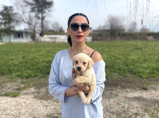 Golden Retriver Yavrularım Sağlık Ve Irk Garantilidir görsel