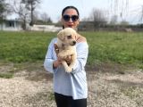 Golden Retriver Yavrularım Sağlık Ve Irk Garantilidir
