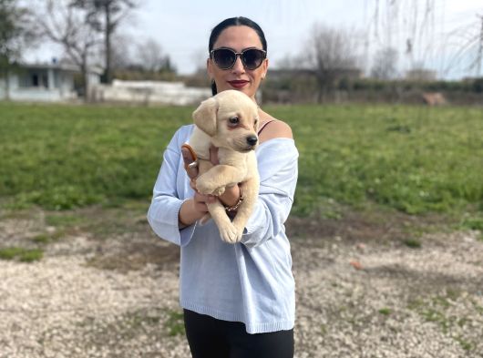 Golden Retriver Yavrularım Sağlık Ve Irk Garantilidir görsel