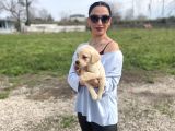 Golden Retriver Yavrularım Sağlık Ve Irk Garantilidir