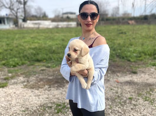 Golden Retriver Yavrularım Sağlık Ve Irk Garantilidir görsel