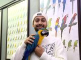 SARILACİVERT FULL EVCİL MACAW PAPAĞAN